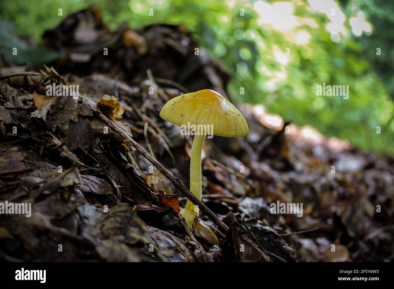 Wild mushroom that grows among the leaves in the forest in spring. Death cap mushroom (Amanita phalloides) Italy-Europe- Close up. Stock Photo