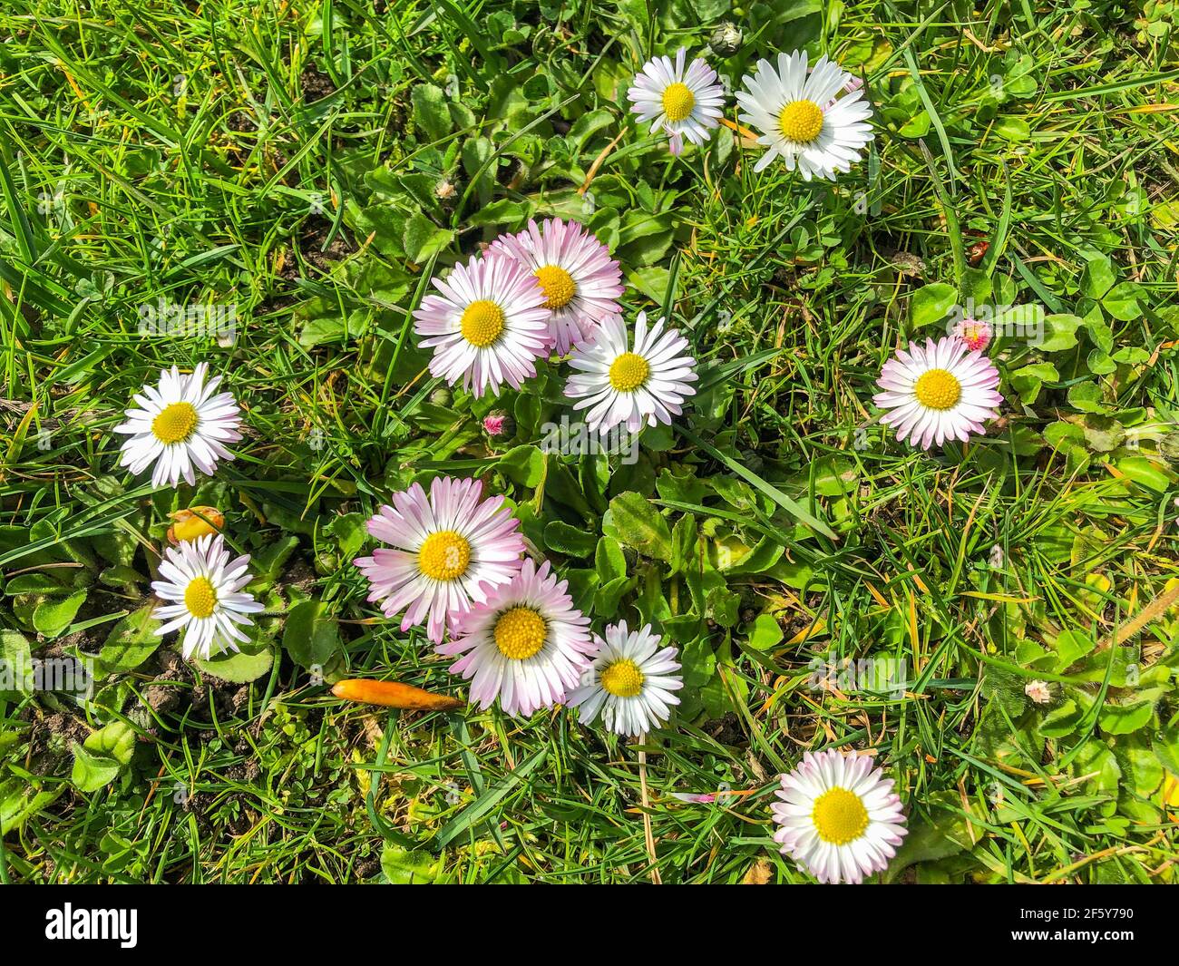 Common daisy (Bellis perennis) is a common European species of daisy ...