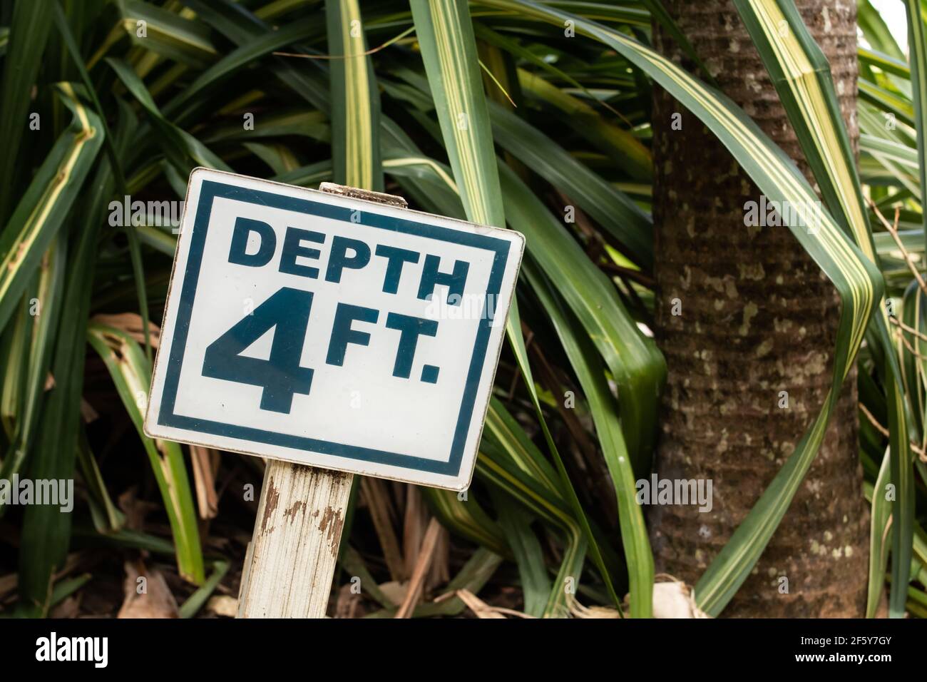 A small white square sign with navy blue text stating that a hotel pool's depth is four feet. Concept shot for swim and dive safety. Stock Photo