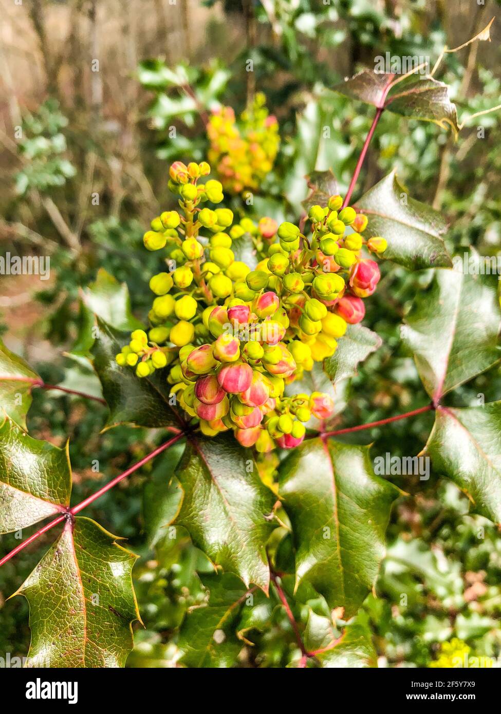 Common holly (Ilex aquifolium) is a species of holly native to western and southern Europe, northwest Africa, and southwest Asia. Stock Photo