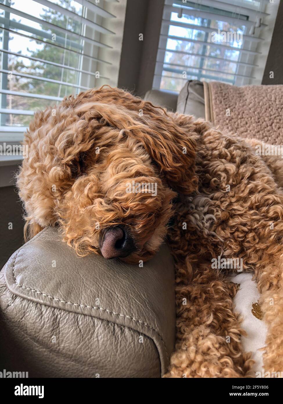 Australian Labradoodle is a mix between the Labrador Retriever, Poodle