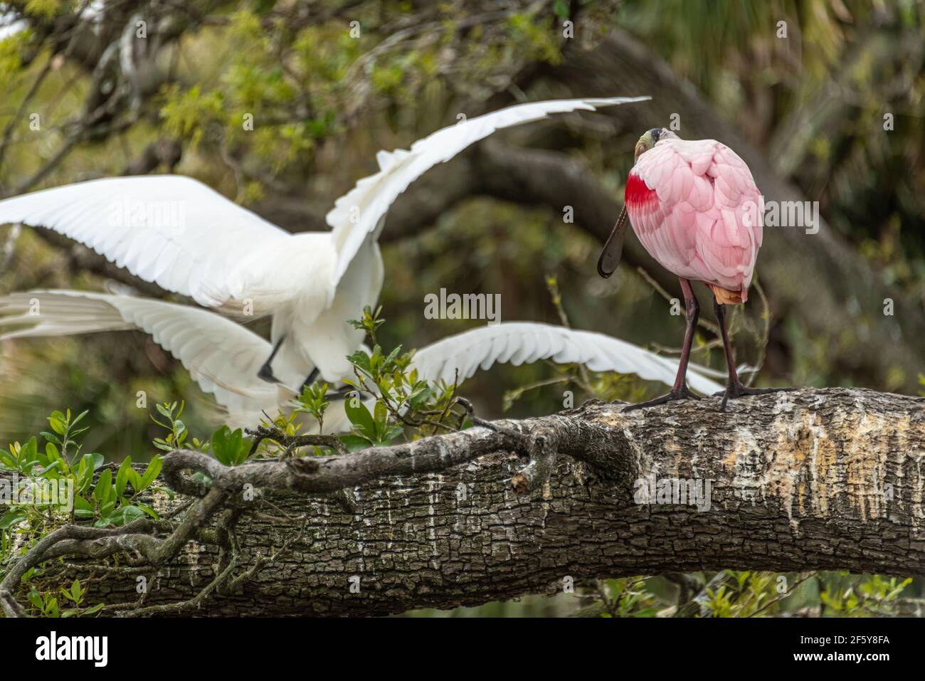 Roseate spoonbill (Platalea ajaja) and mating great egrets (Ardea alba) at a wading bird rookery in St. Augustine, Florida. (USA) Stock Photo