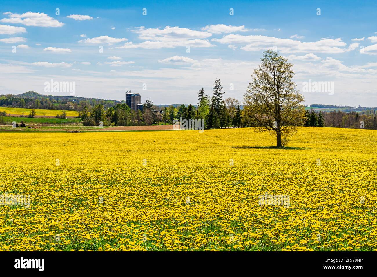 Rural Countryside Yellow Farm Field Ontario Canada Stock Photo Alamy
