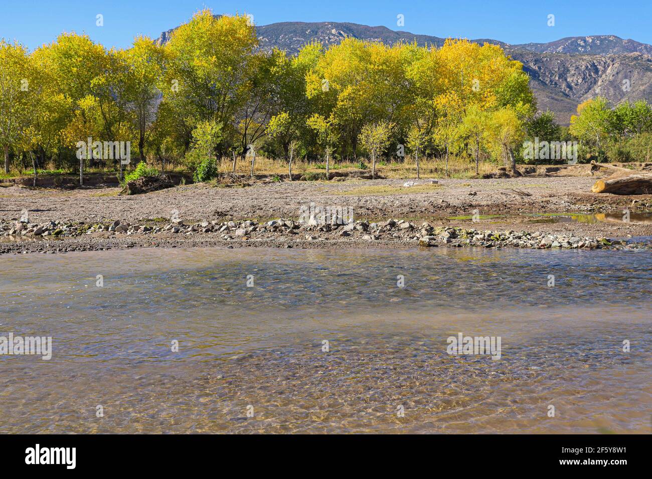 Arboleda del bosque hi-res stock photography and images - Alamy