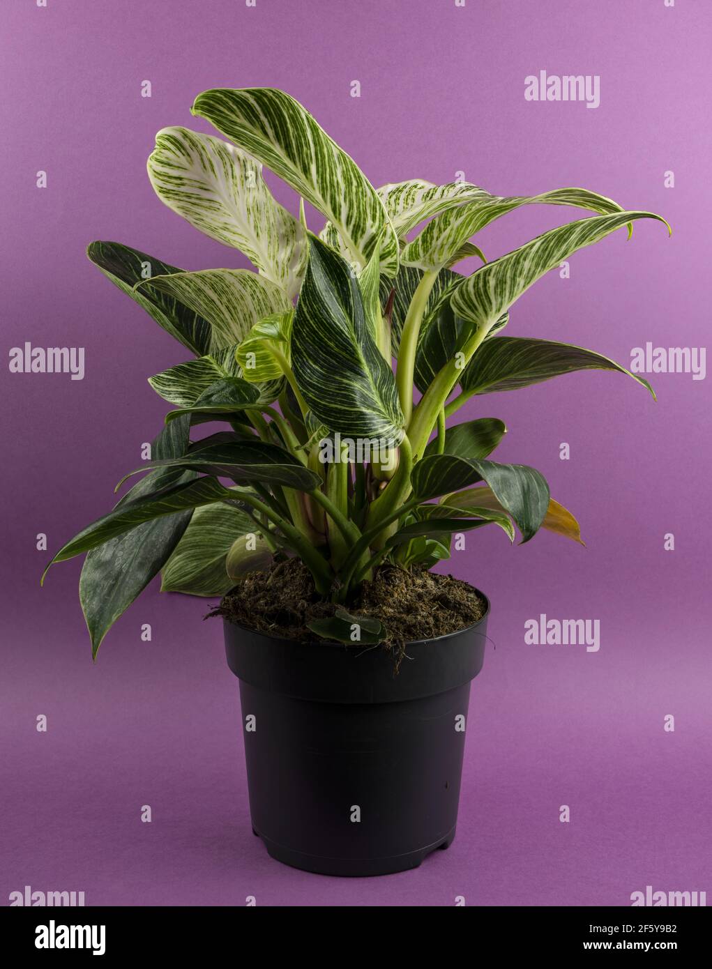 ficus tree plant Ficus benjamina | Lexington, KY main image 0