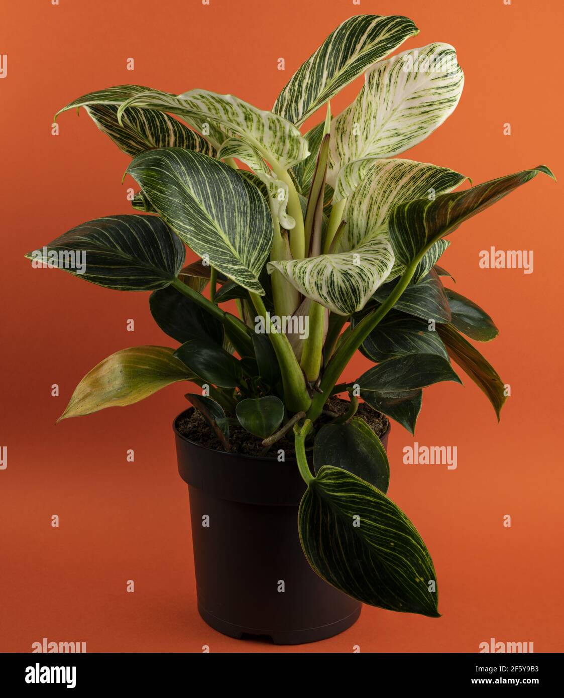 philodendron white measure in pot with orange background Stock Photo - Alamy