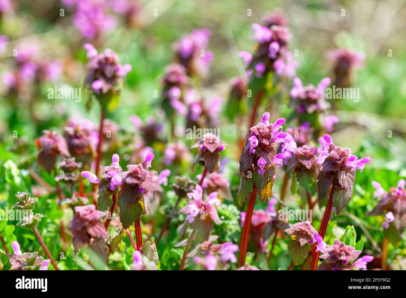 Pink and blue tubular flowers during the spring season . Pulmonaria Angustifolia Stock Photo