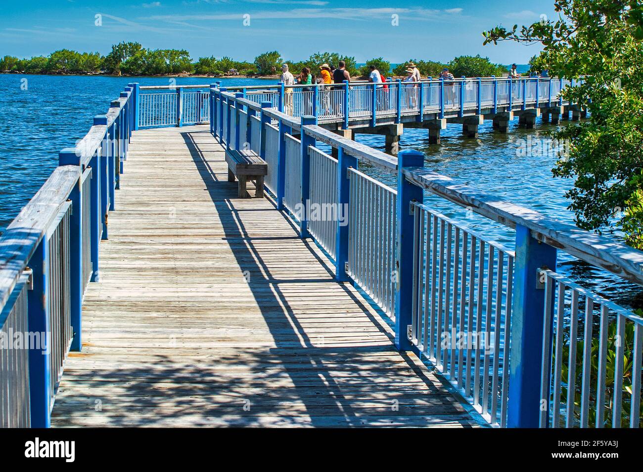 A boardwalk extends through the mangroves into Biscayne Bay at the Dante B.  Fascell Visitor Center of Biscayne National Park in Miami, Florida Stock  Photo - Alamy, image size:1300x956