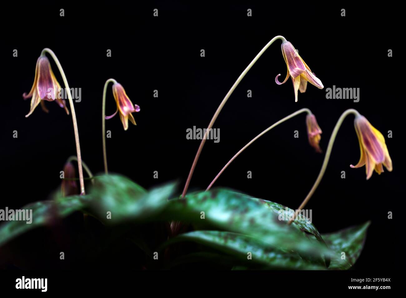 Cluster of Trout Lilies (Dog-Tooth Violets) (Erythronium umbilicatum) against black background - Holmes Educational State Forest, Hendersonville, Nort Stock Photo