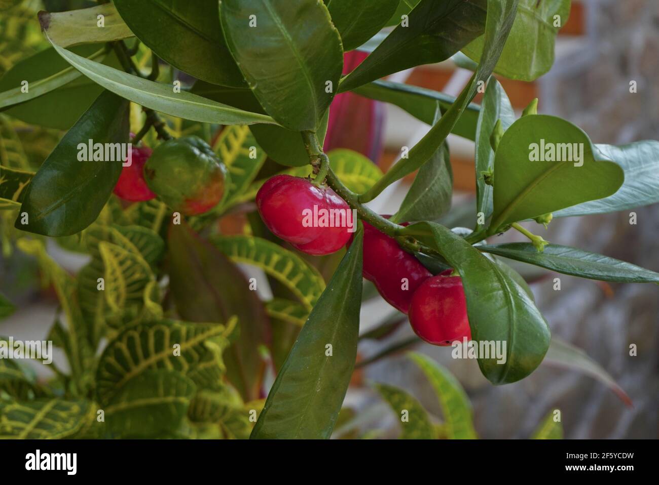 Cyclophyllum schultzii bush with red fruit growing in on the Pacific coast of Mexico. Stock Photo