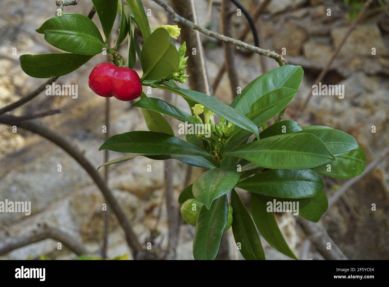 Cyclophyllum schultzii bush with red fruit growing in on the Pacific coast of Mexico. Stock Photo