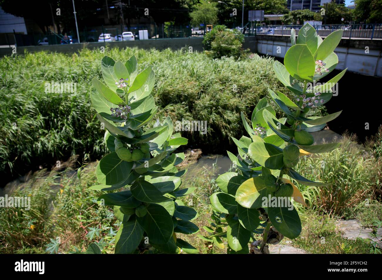 salvador, bahia, brazil - january 25, 2021: calotropis procera plant is  seen in the city of Salvador. The green unripe fruits have a toxic milky sap  Stock Photo - Alamy