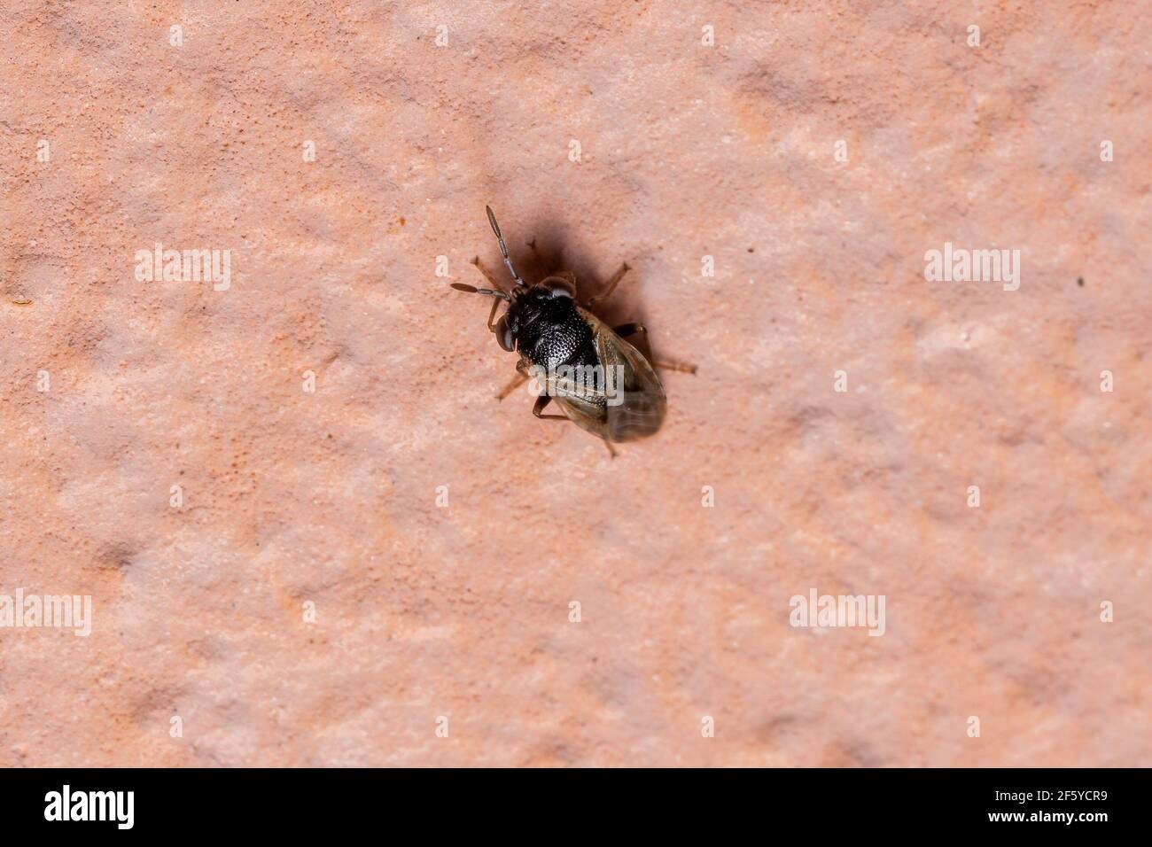 Adult Big-eyed Bug of the Family Geocoridae Stock Photo