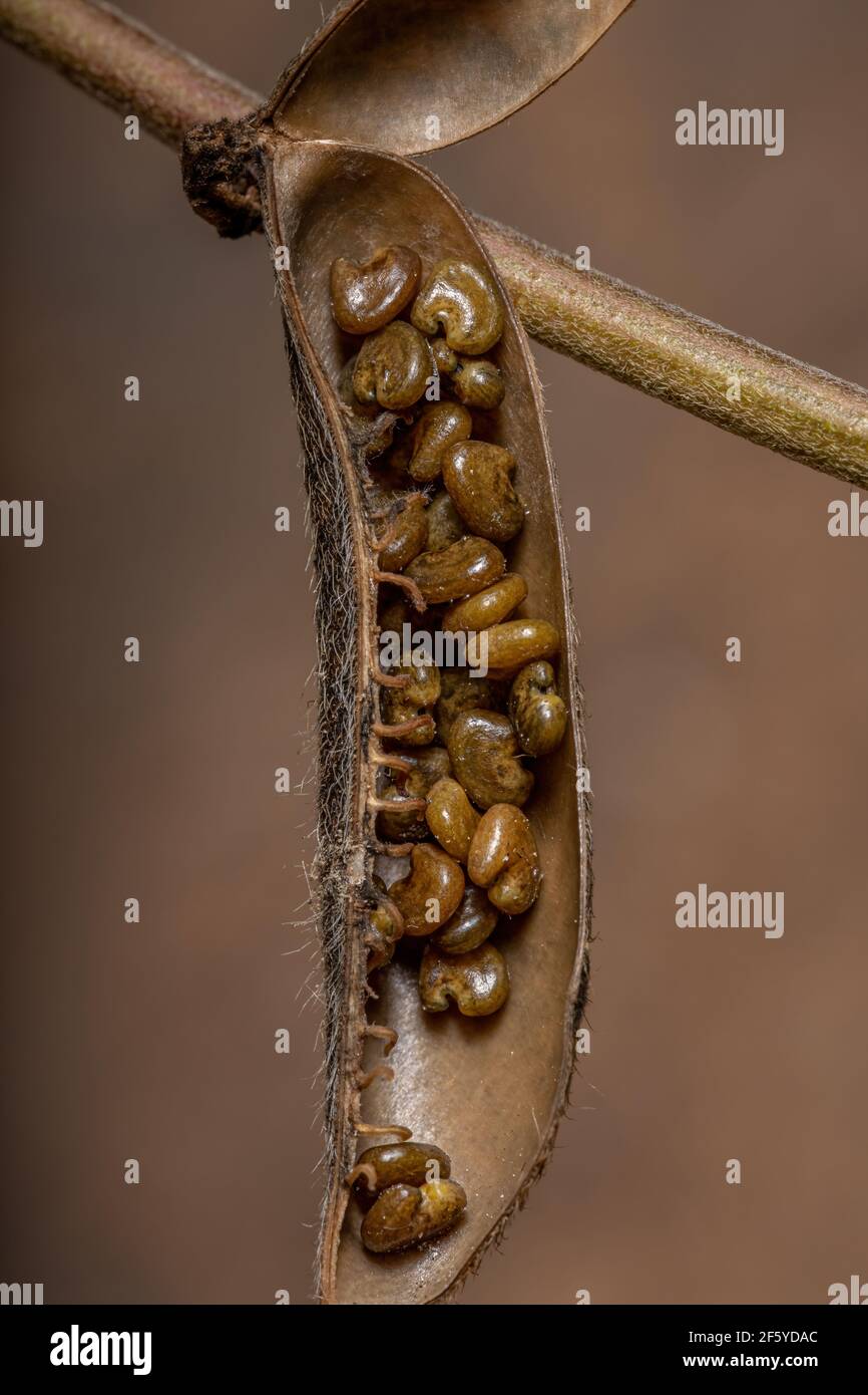 Wild Rattlepod Crotalaria hi-res stock photography and images - Alamy