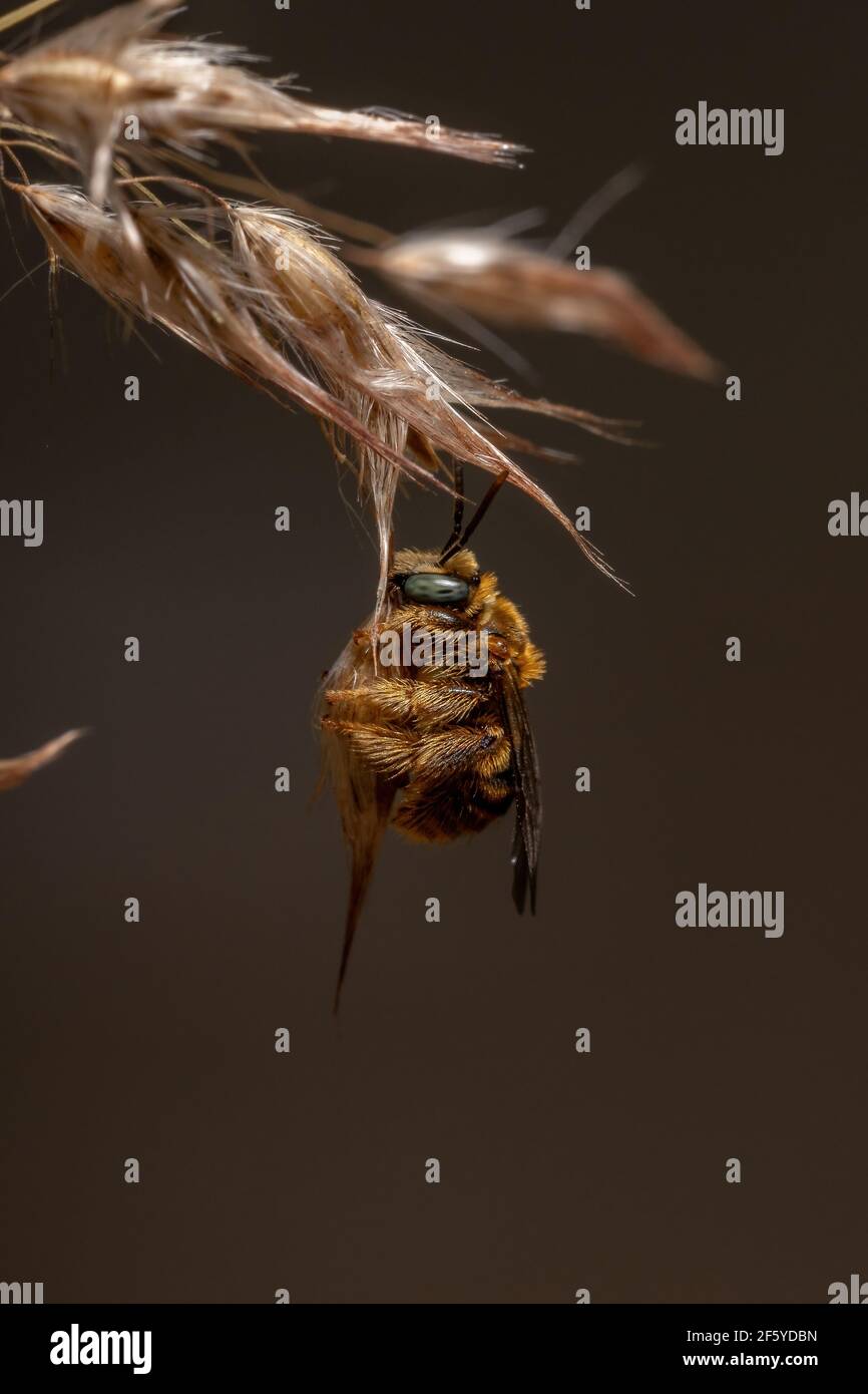 Apine bee hi-res stock photography and images - Alamy