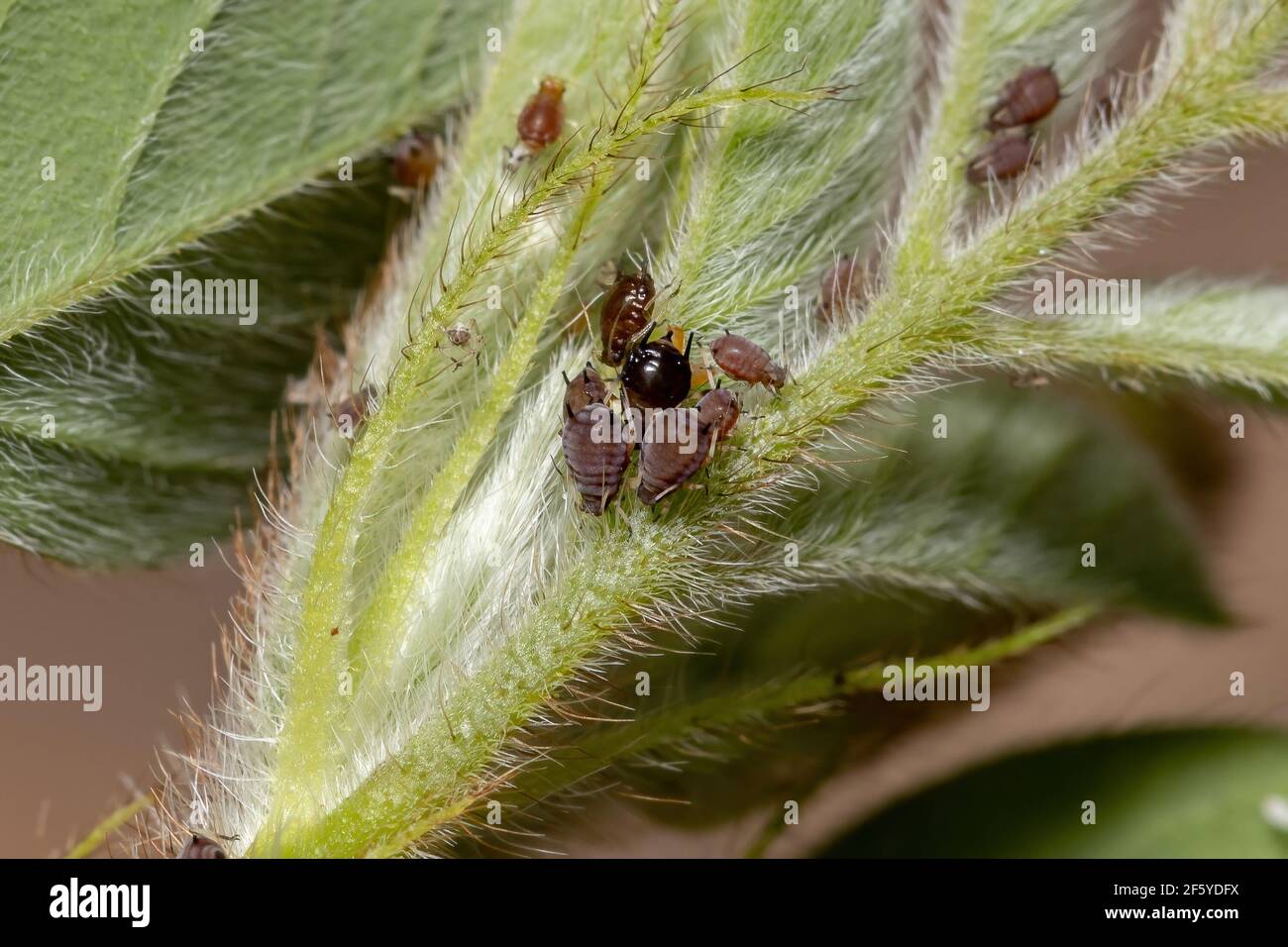 Brown Aphids of the Family Aphididae Stock Photo