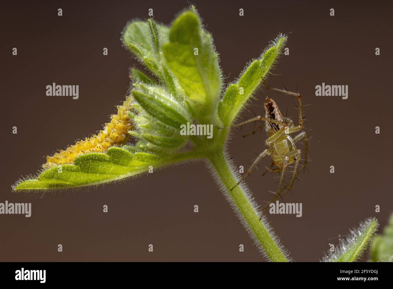 Striped Lynx Spider of the species Oxyopes salticus and a Flea Beetle ...