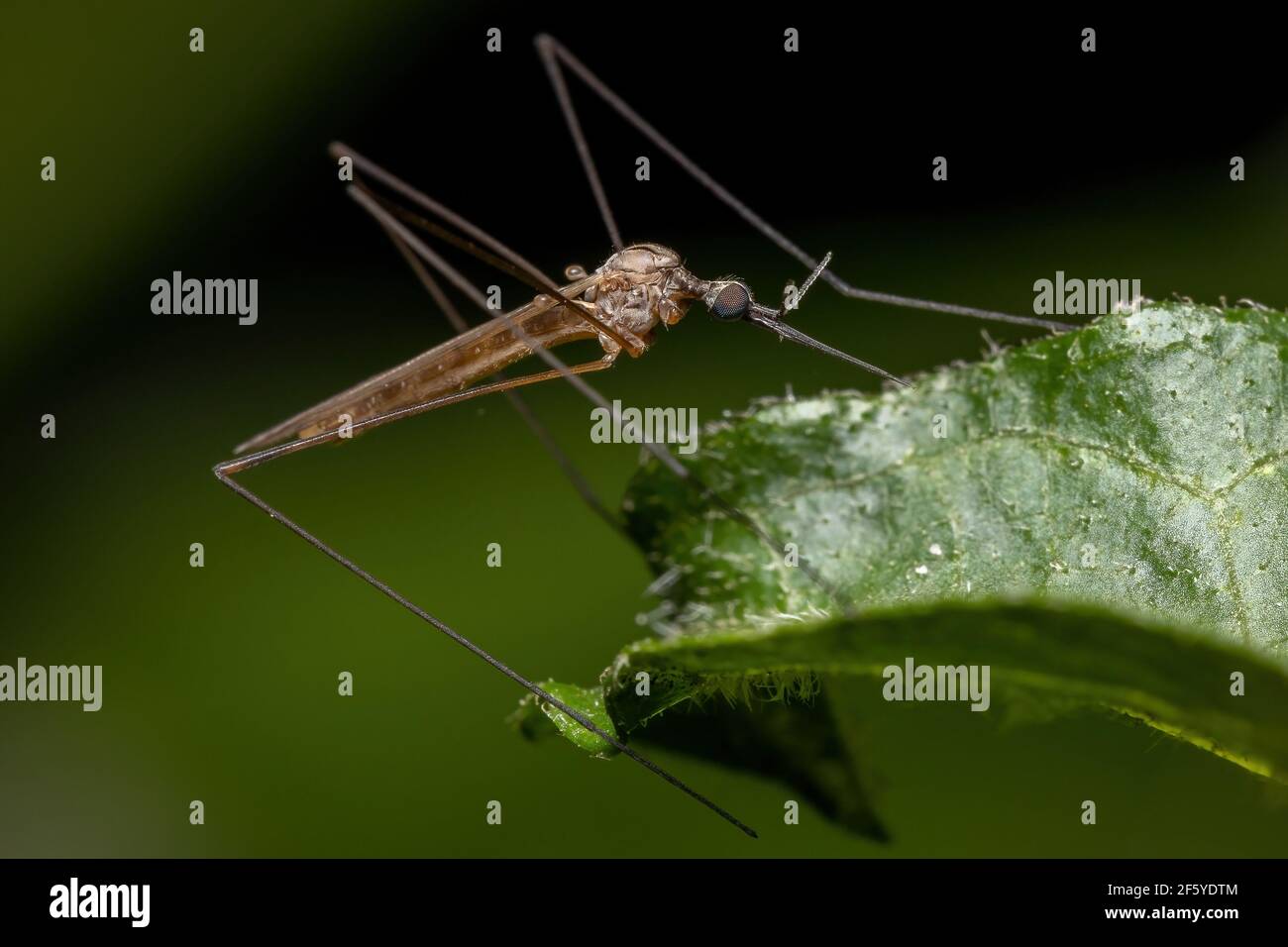 Adult Large Crane Fly of the Family Tipulidae Stock Photo