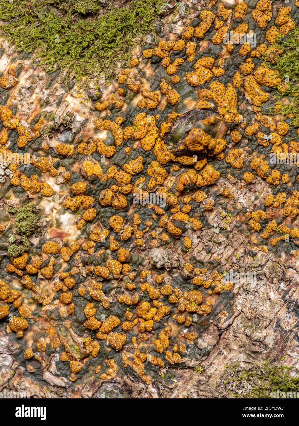 Yellow Higher Ascomycetes of the Genus Trypethelium Stock Photo