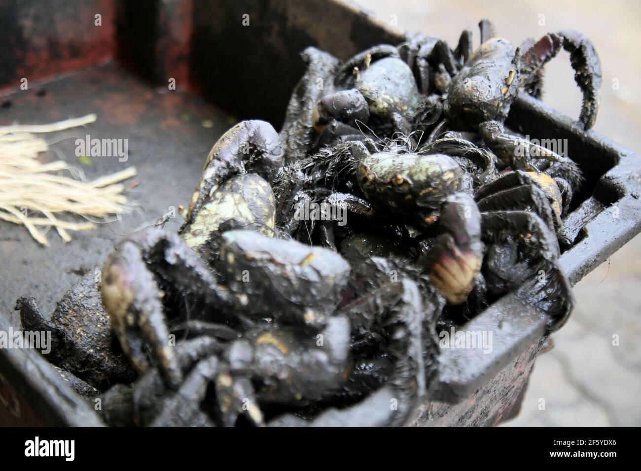 salvador, bahia, brazil - january 19, 2021: uca crab - Ucides cordatus - is seen for sale at the Sao Joaquim fair in the city of Salvador. Stock Photo
