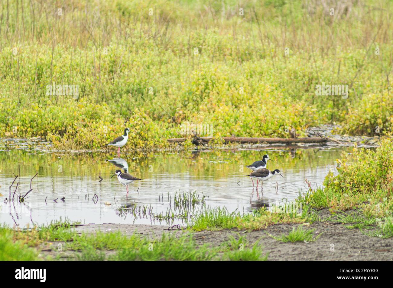 Images of the Maipo wetland, Llolleo, Valparaíso, Chile. Stock Photo