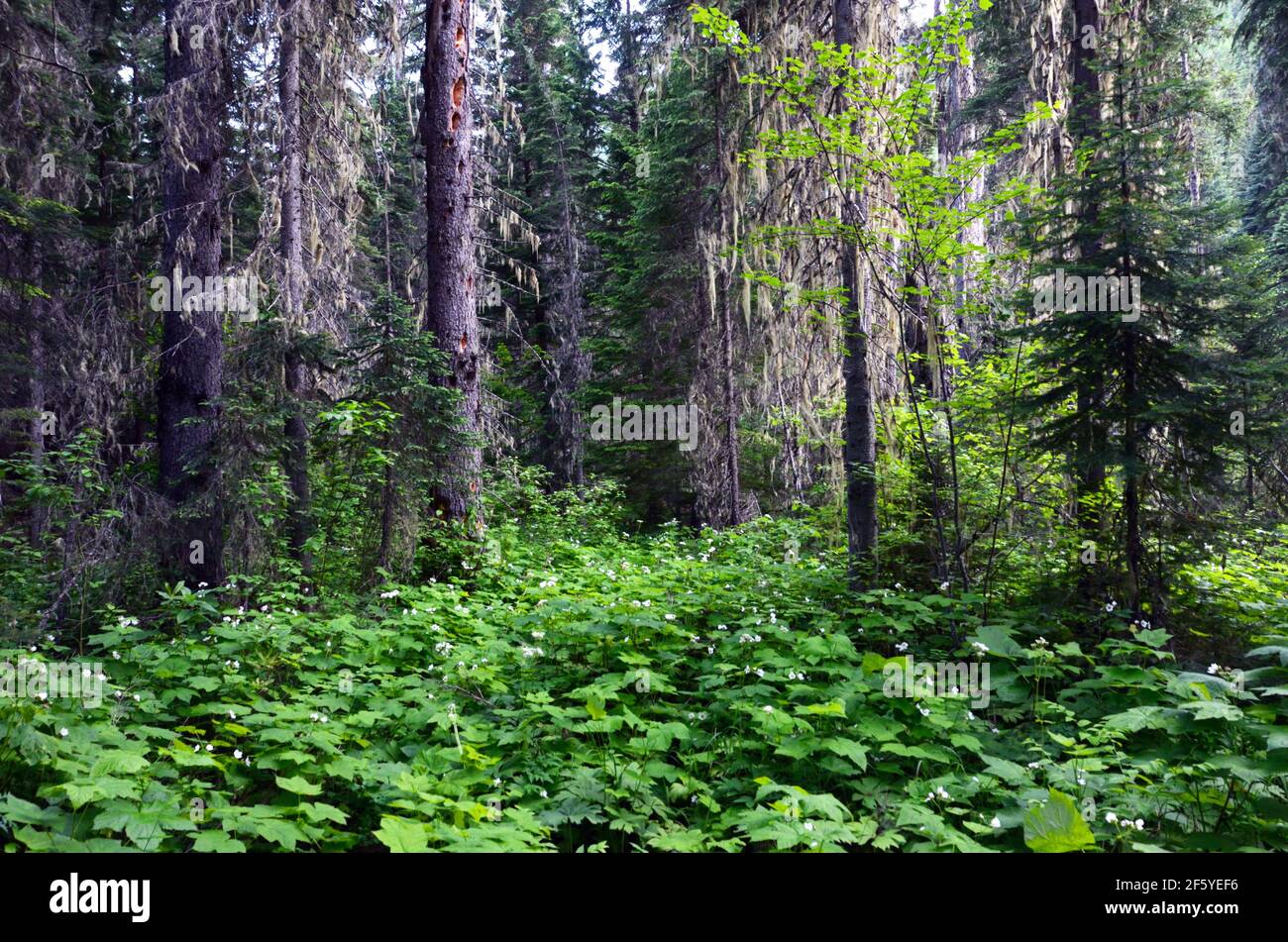 Old-growth forest in the West Fork Yaak Roadless Area. Kootenai National Forest, northwest Montana. (Photo by Randy beacham) Stock Photo