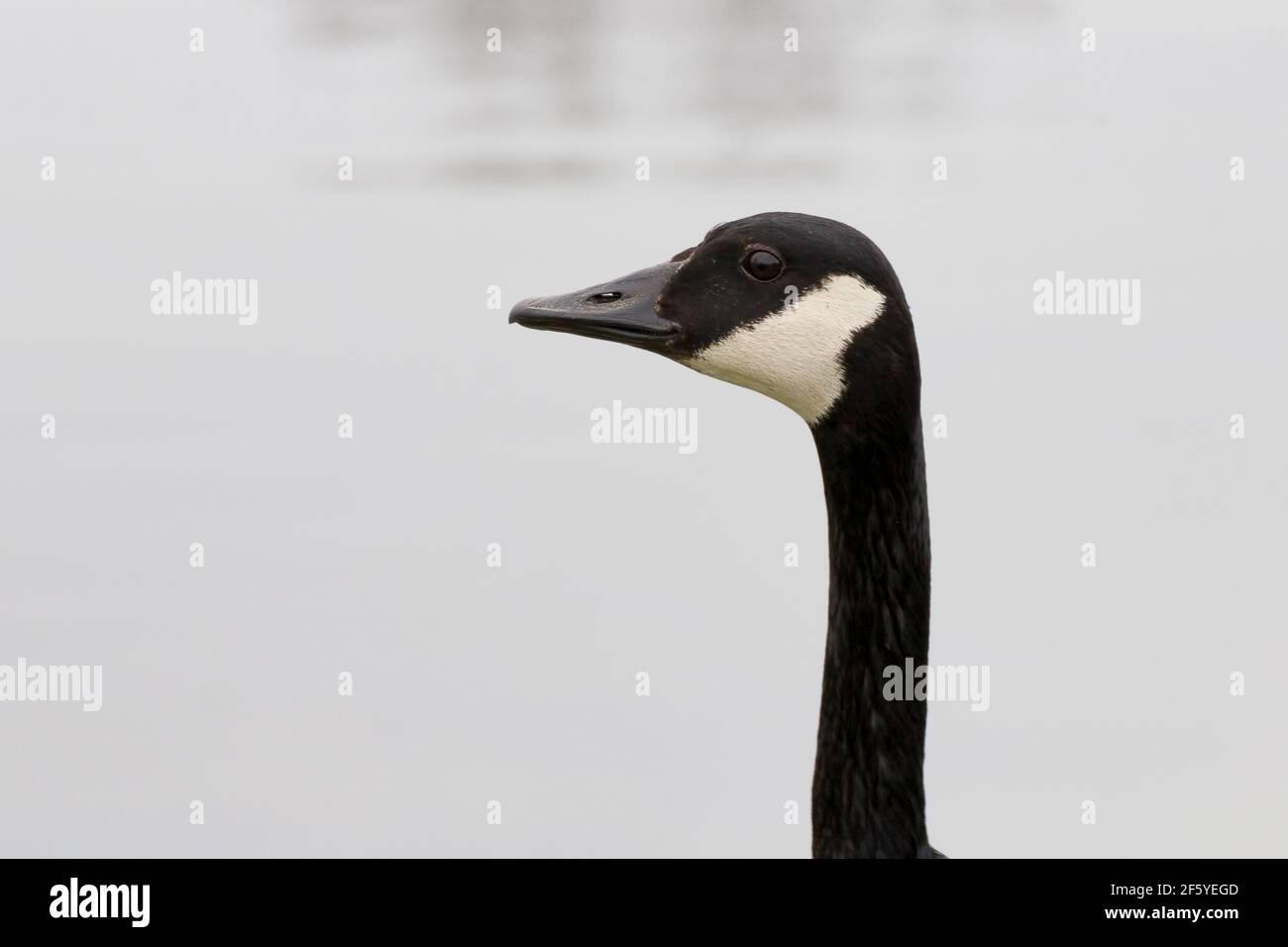 Canada Goose portrait. Head and neck closeup with a grey background. Humorous photo that resembles a profile mug shot. Stock Photo