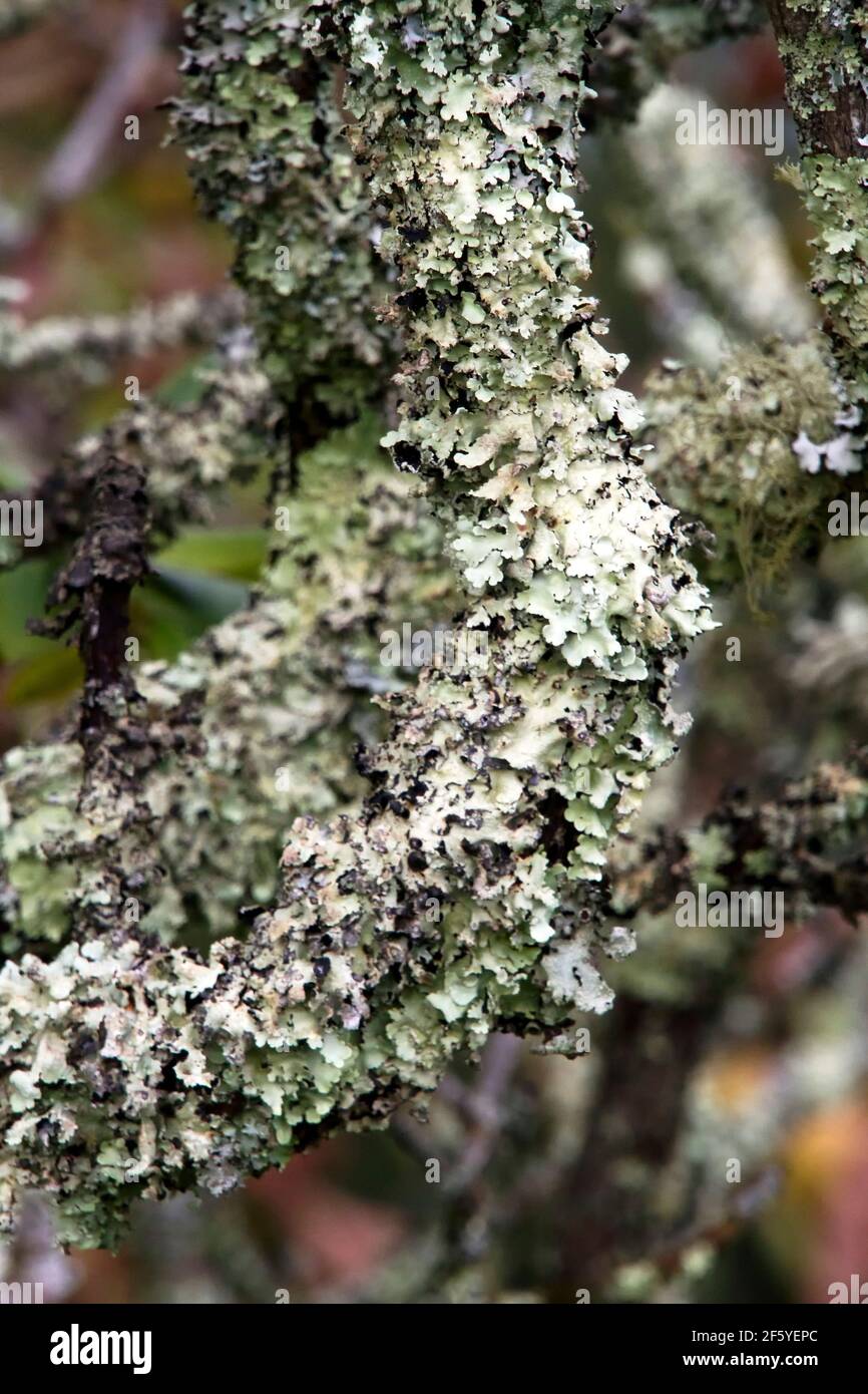 Close-up of leaflike white green lichen covering a tree branch Stock Photo