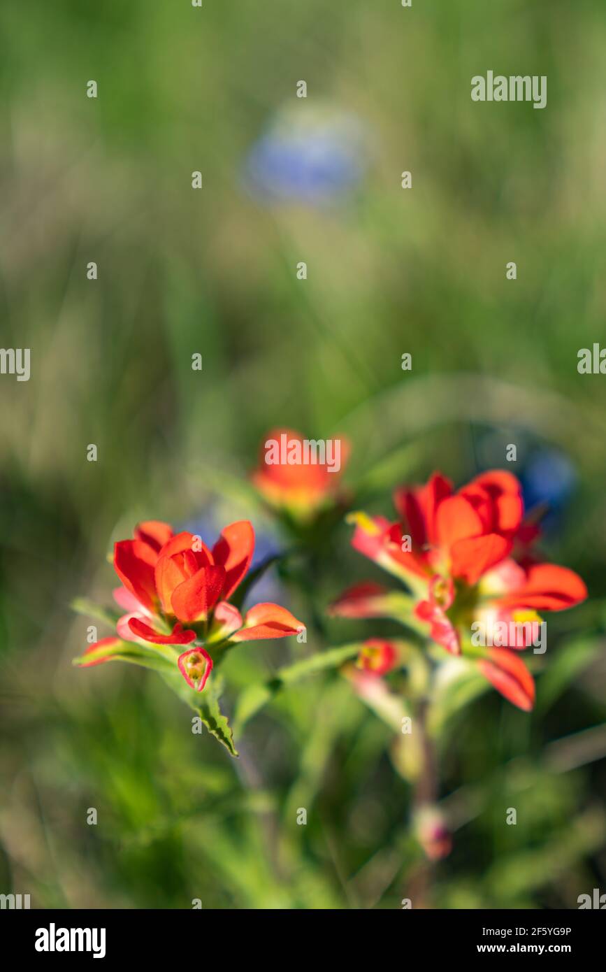 Red Indian Paintbrush blooming in North Texas. Stock Photo