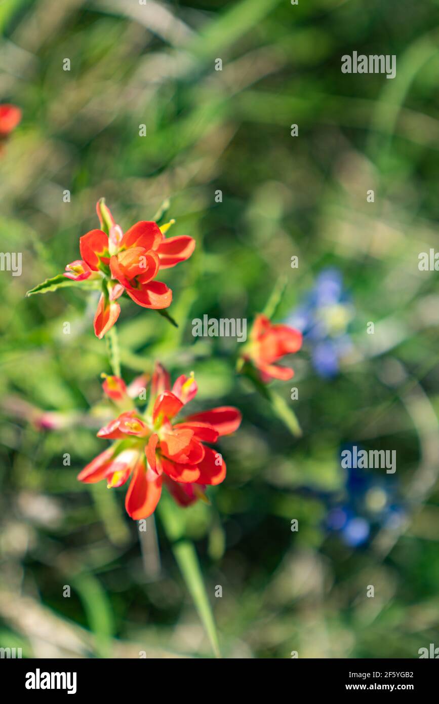 Red Indian Paintbrush blooming in North Texas. Stock Photo