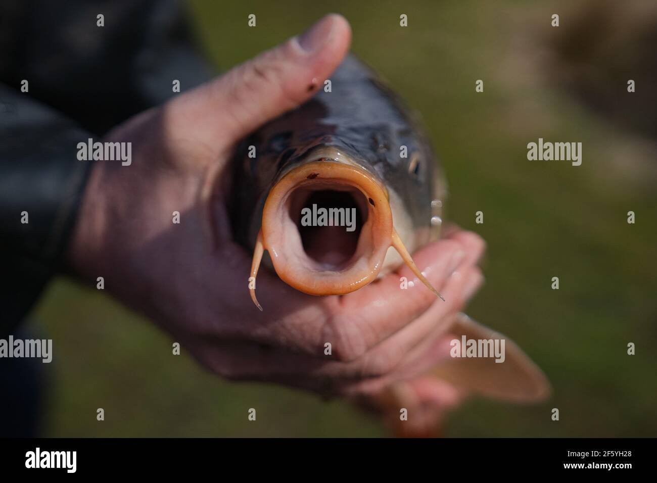 Medbach, Germany. 27th Mar, 2021. A man holds a mirror carp in his