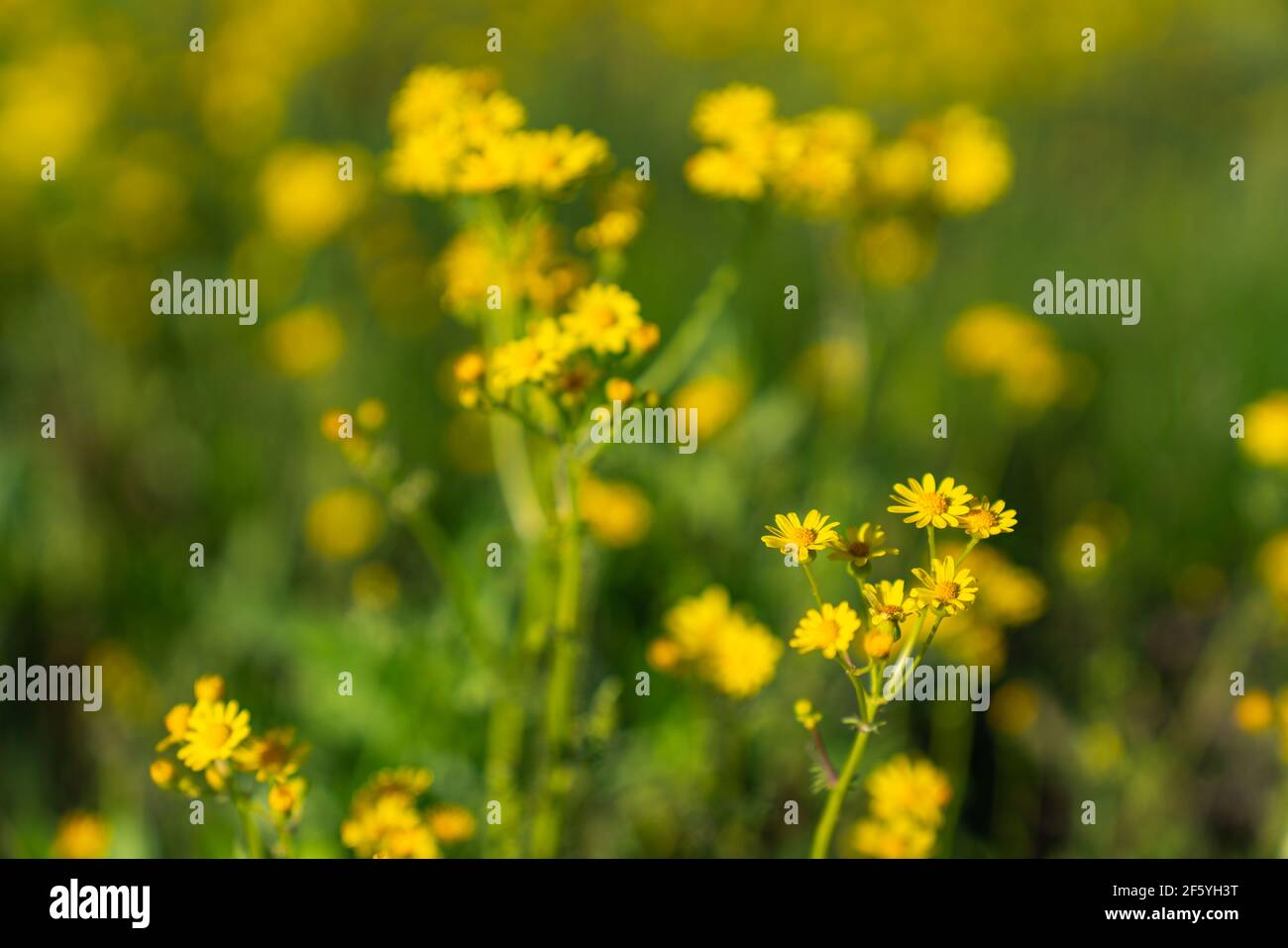 Texas yellow wildflowers hires stock photography and images Alamy