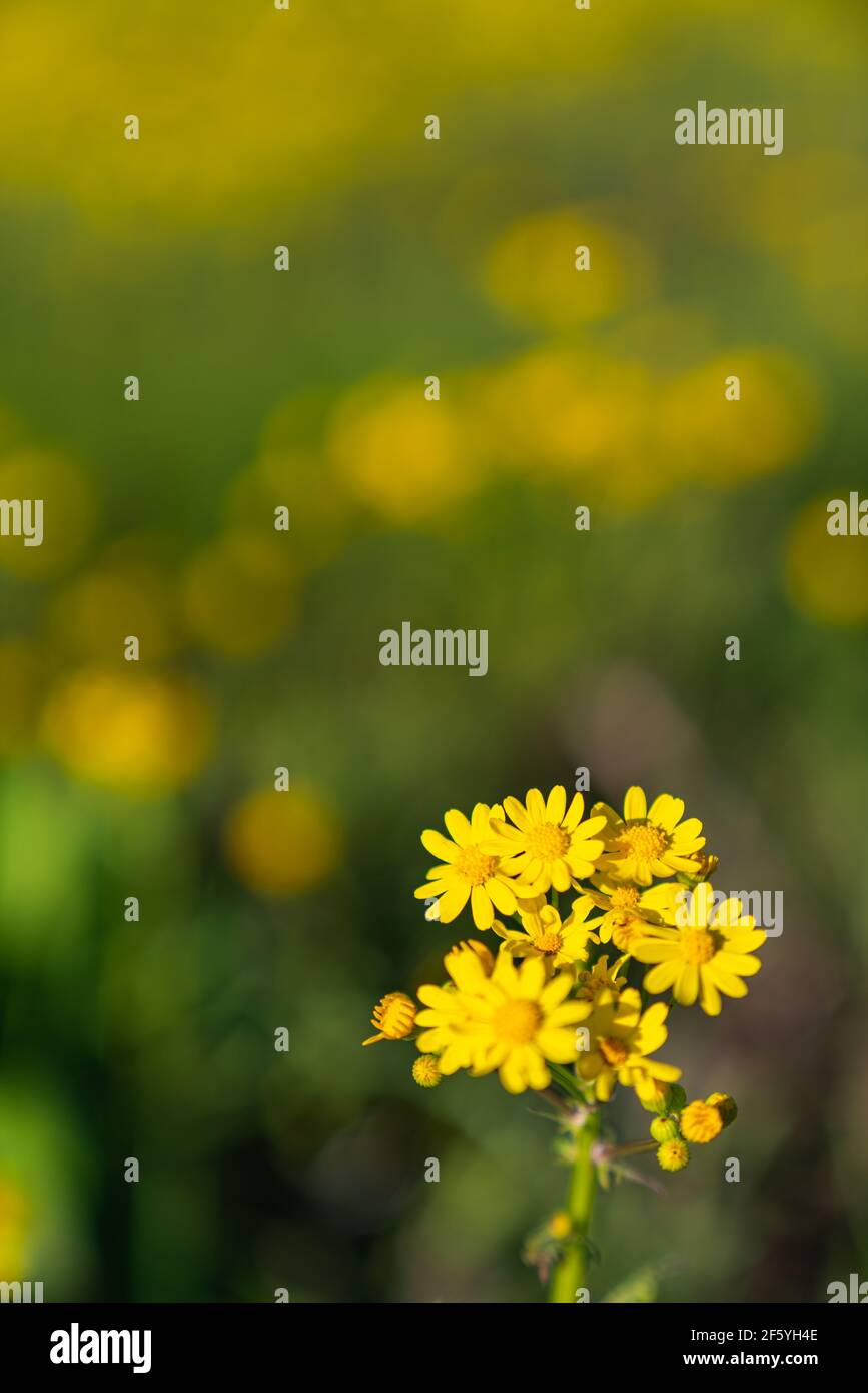 Texas yellow wildflowers hi-res stock photography and images - Alamy