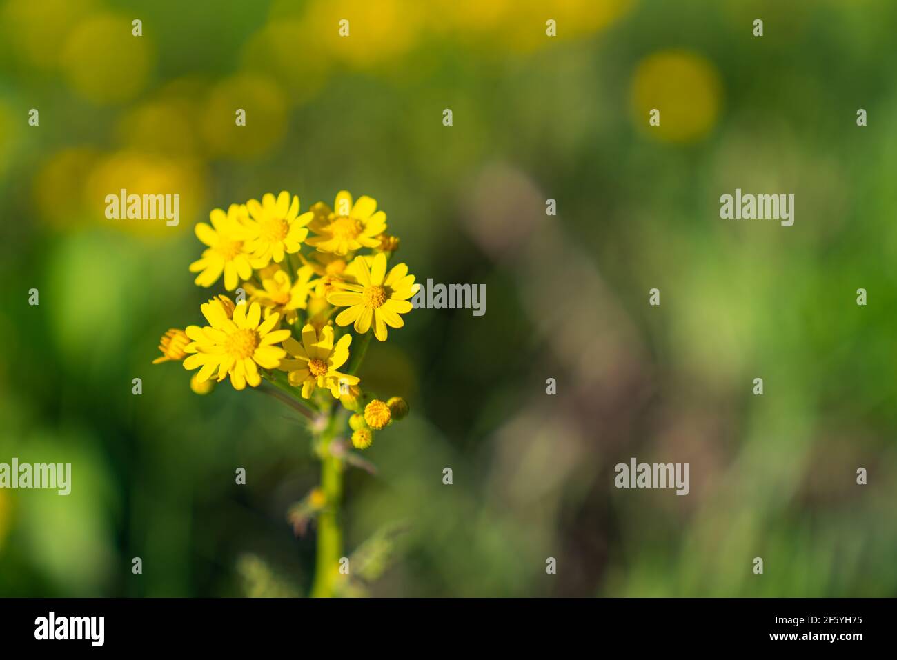 Yellow wildflowers blooming along the highway near Ennis, Texas Stock