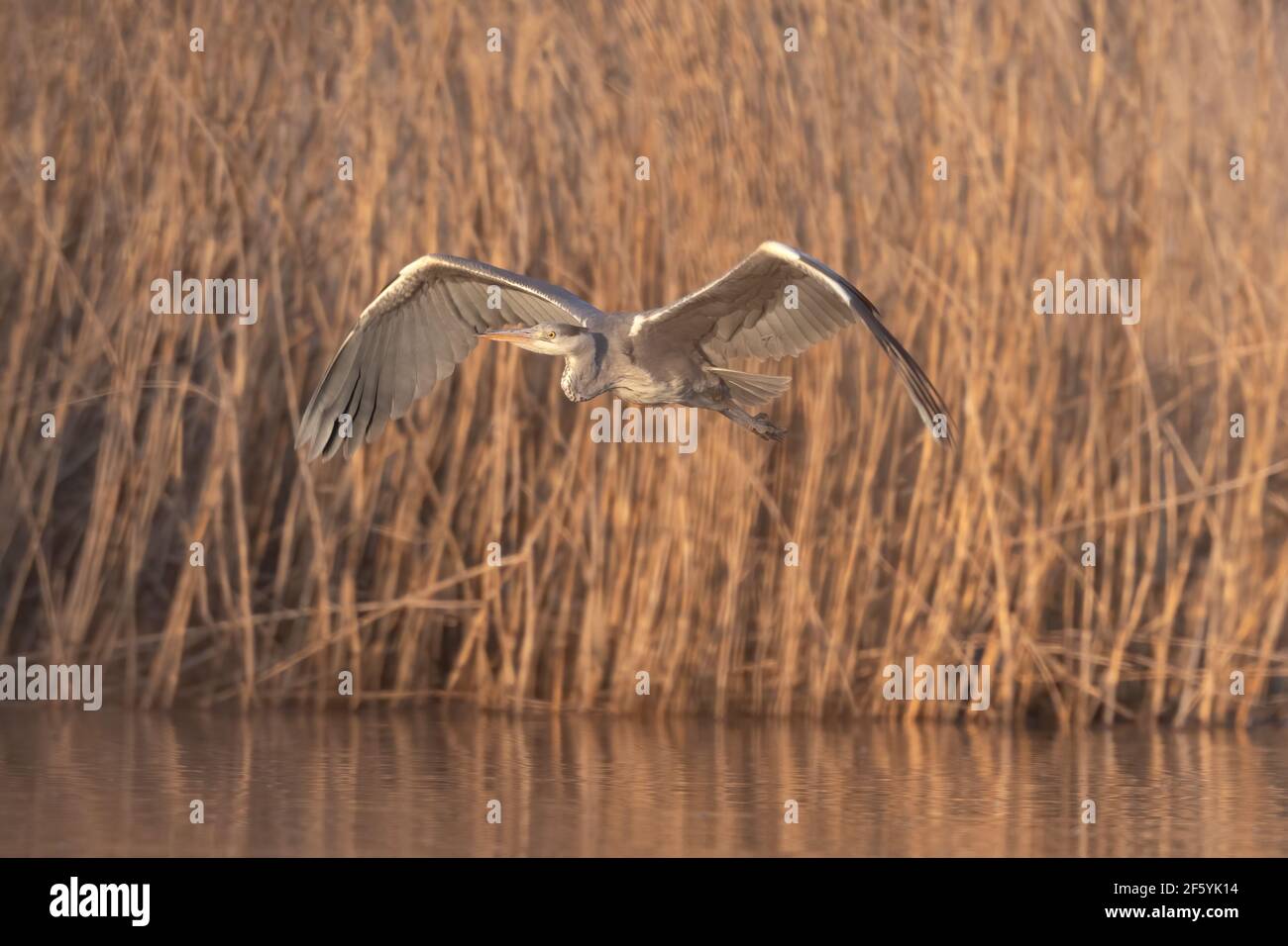 Beautiful Grey heron (Ardea cinerea) flying over golden lake in spring. Ardea cinerea fly across lake Stock Photo