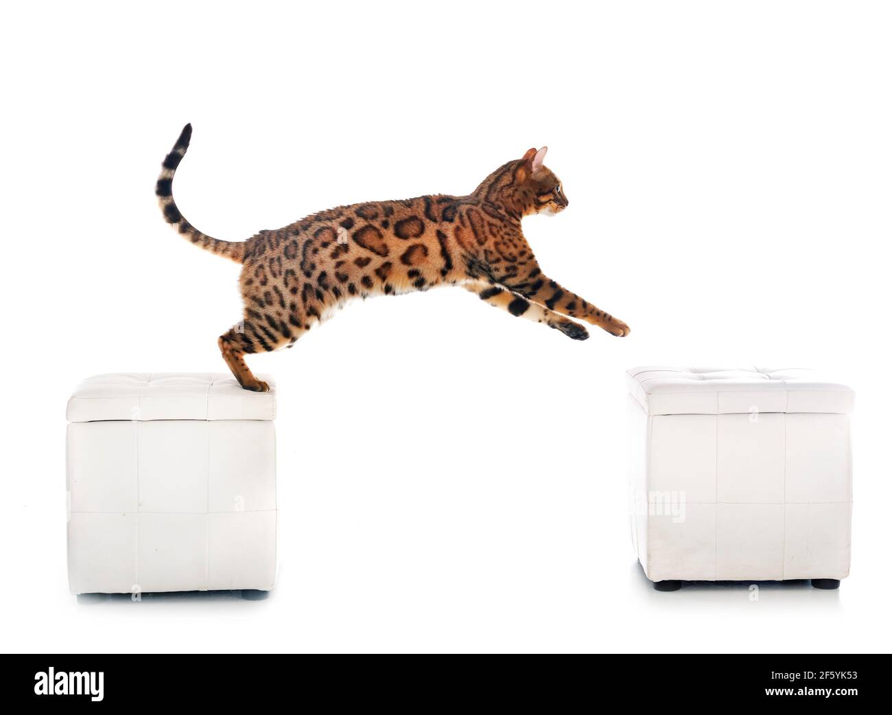 bengal cat in front of white background Stock Photo