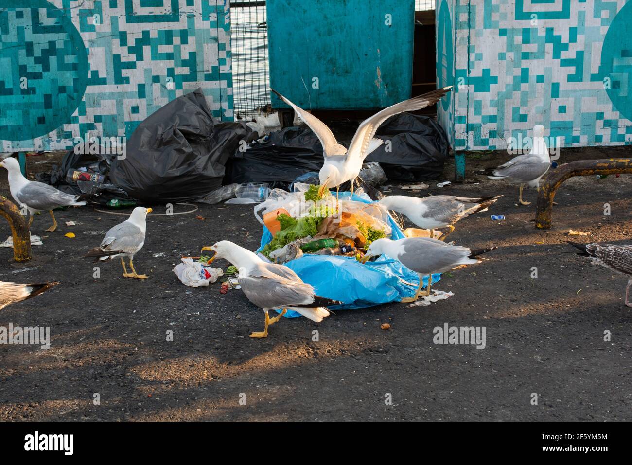 Seagull Eating Rubbish Garbage Hi Res Stock Photography And Images Alamy