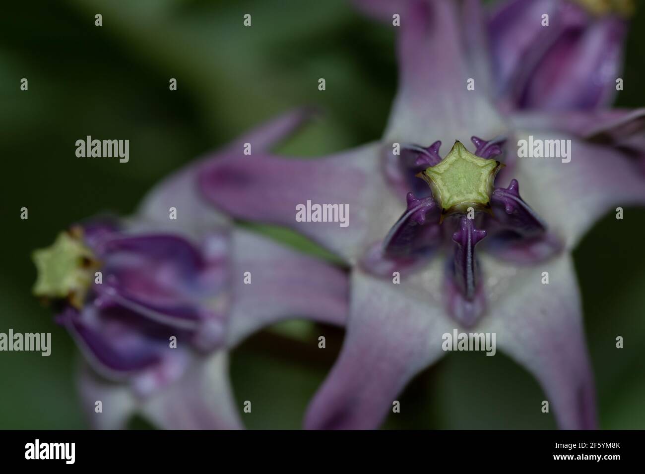 An Abstract selective focus image of a flower with purple petals blooming Stock Photo