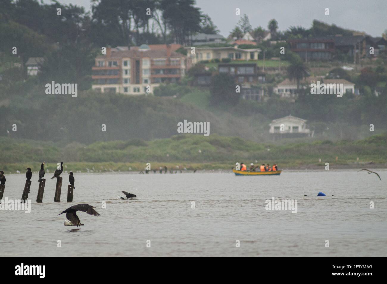 Images of the Maipo wetland, Llolleo, Valparaíso, Chile. Stock Photo