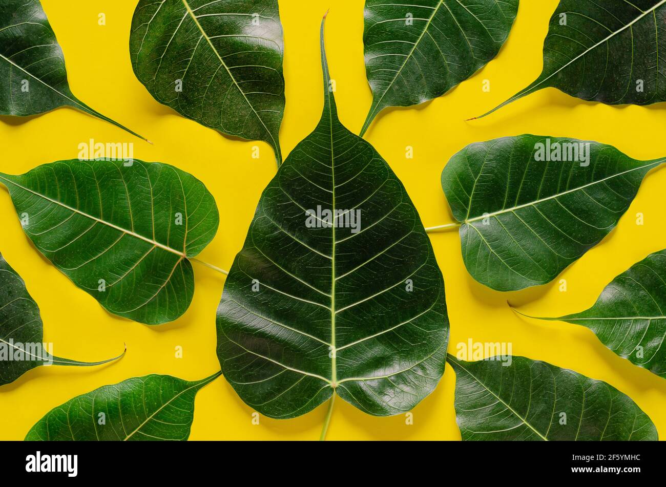 Bodhi leaves on yellow background. Stock Photo