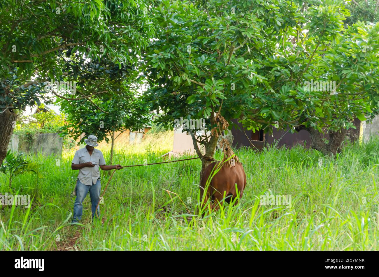 Man Using Phone While Holding The Rope Of  A Bull Stock Photo