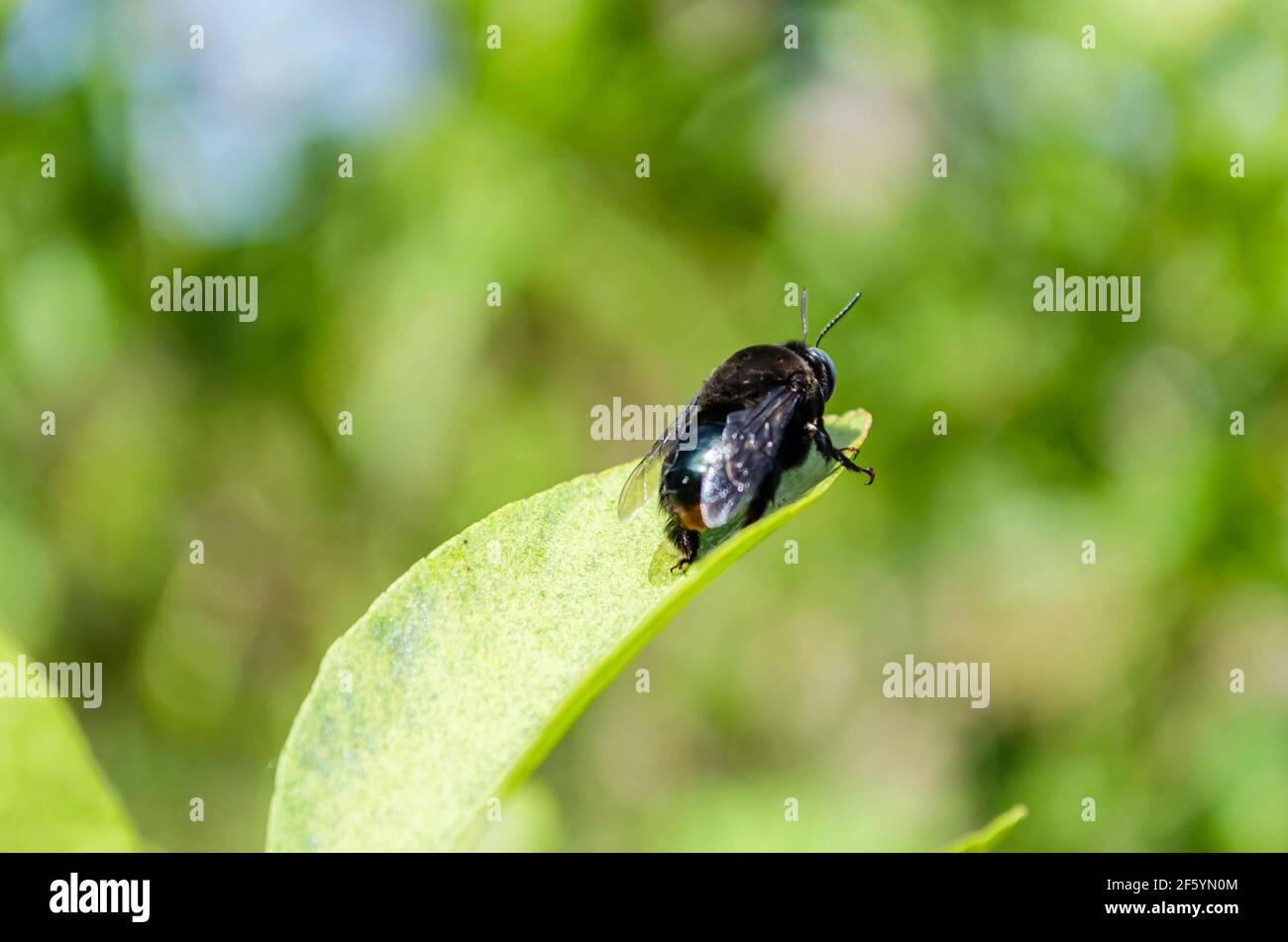 Back Of Carpenter Bee Stock Photo Alamy