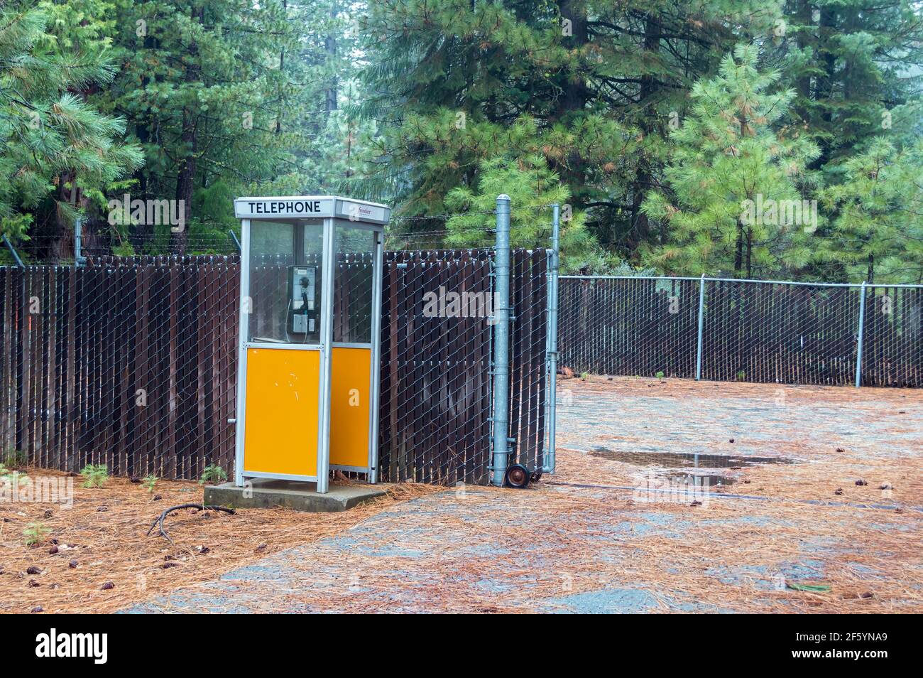 Phone booth in a pine forest near East Quincy, California, USA Stock Photo