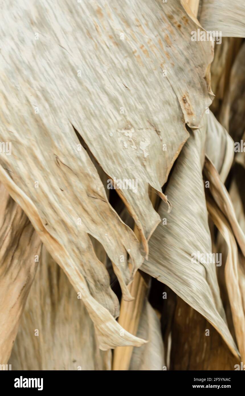 Dried Banana Leaves Stock Photo Alamy