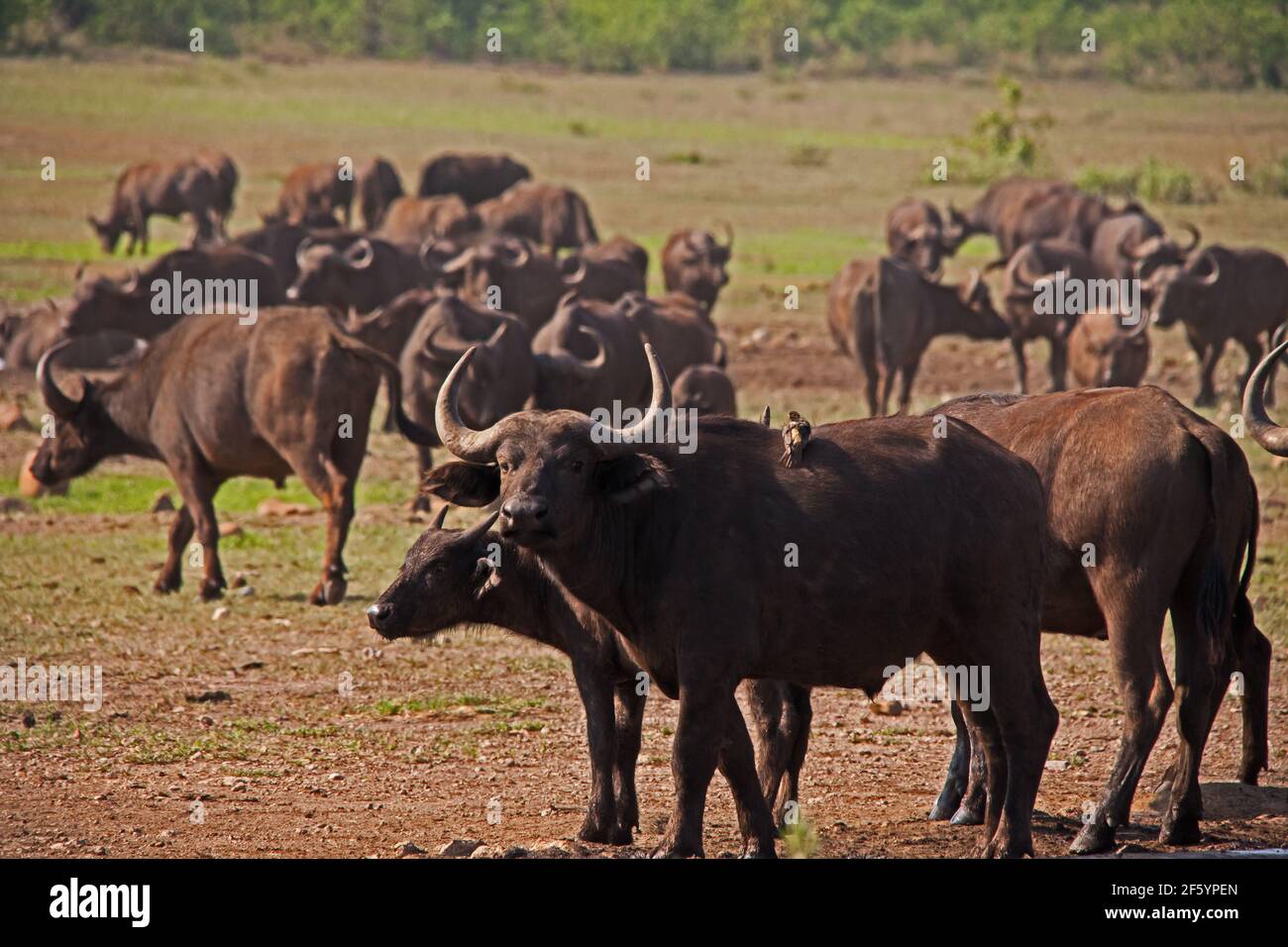 A herd of Cape Buffalo 13631 Stock Photo