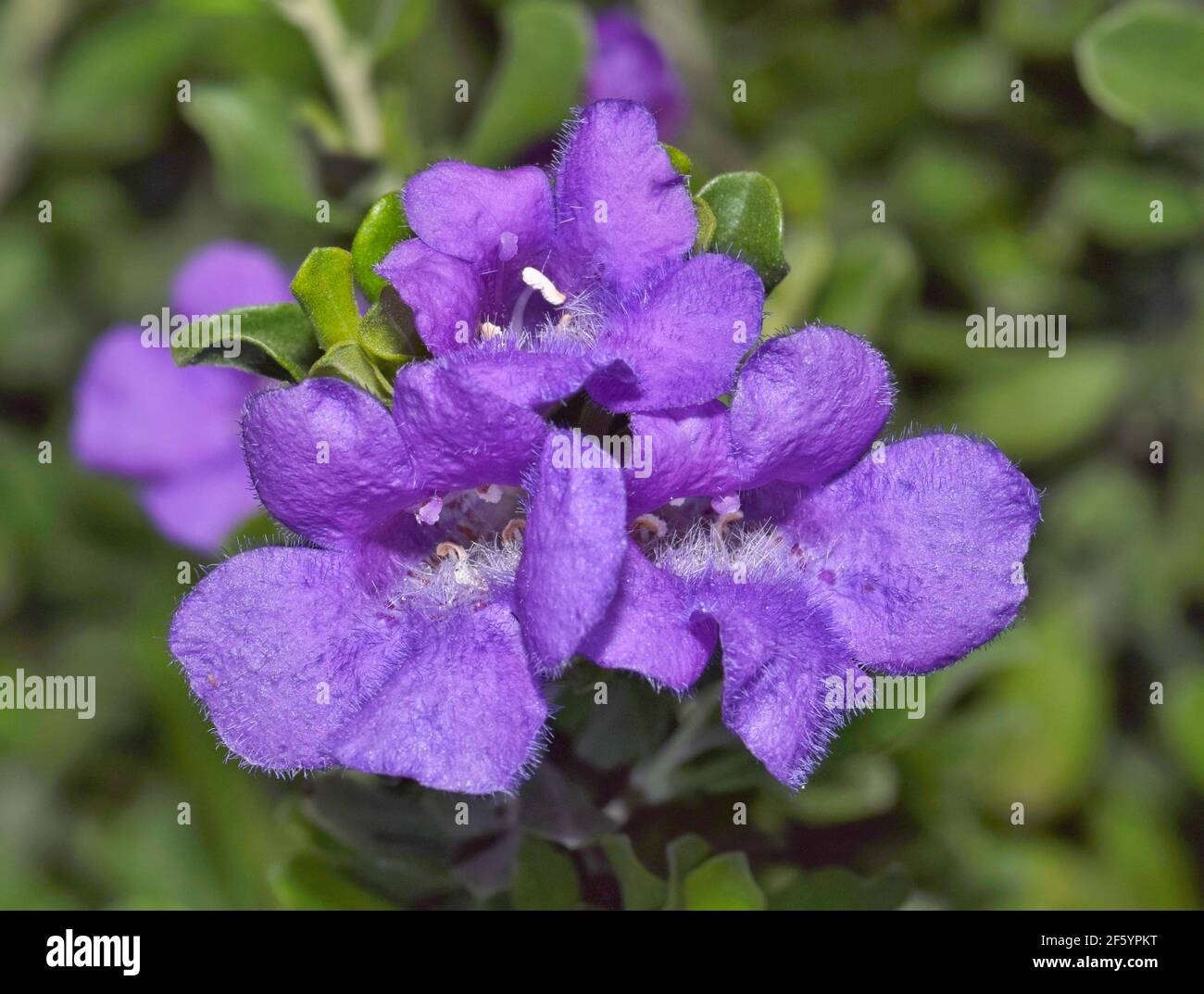 Barometer Bush flowers (Leucophyllum) in a garden in Houston, TX during Springtime with selective focus. Said to have the ability to forecast rain. Stock Photo