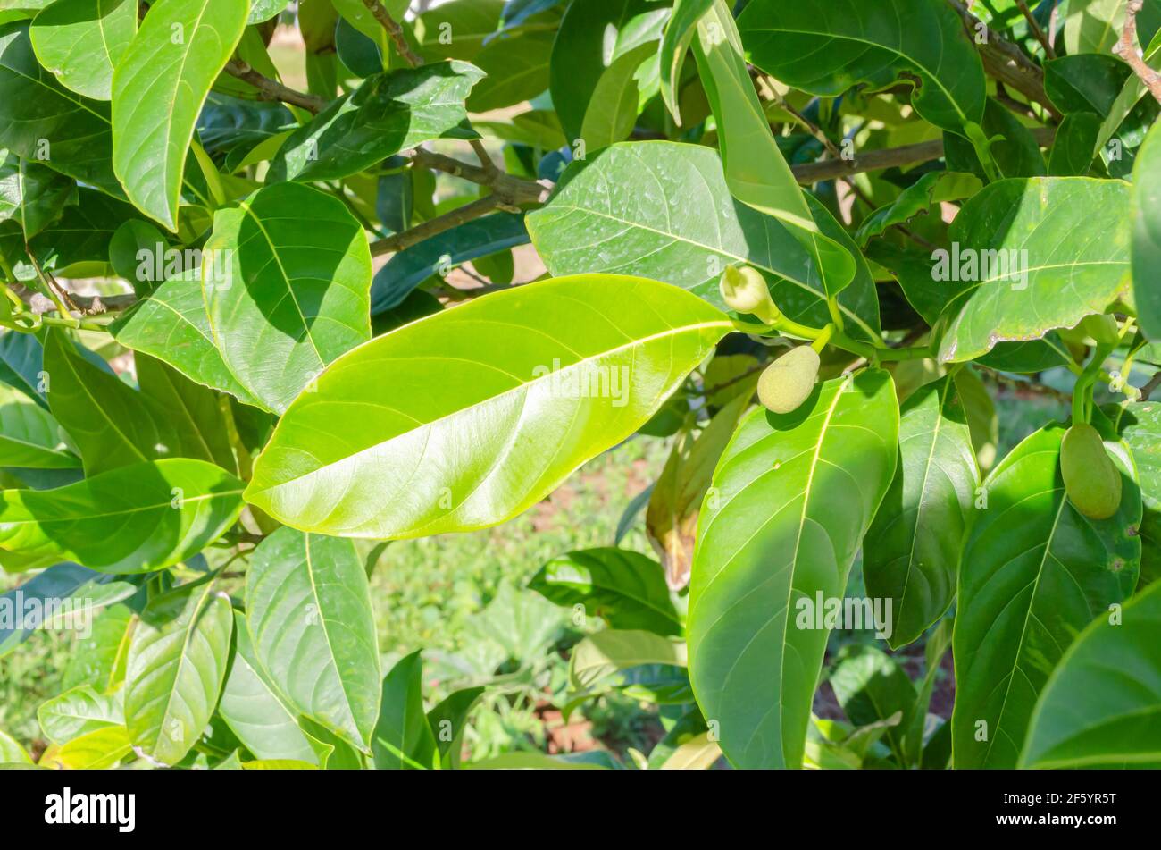 Jackfruit Tree Leaf Stock Photo Alamy