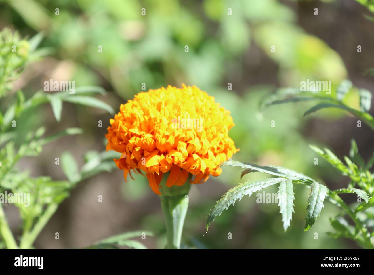 The Das flower in the sun in an Asian country. Stock Photo