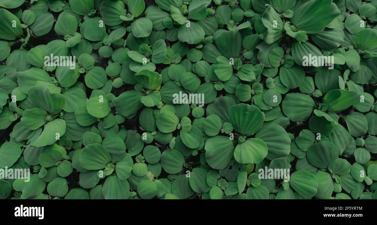 Water Hyacinth Water Lettuce Live Pond Plants - Floating Aquatic Plants  (3-5 Inch) Water Lettuce - Floating Live Pond Plant Nursery, image size:1300x779