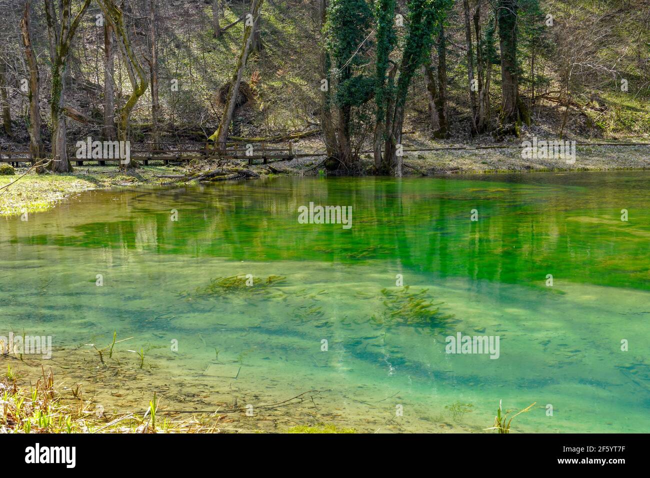 Lake with natural green water surrounded by forest and green vegetation Stock Photo